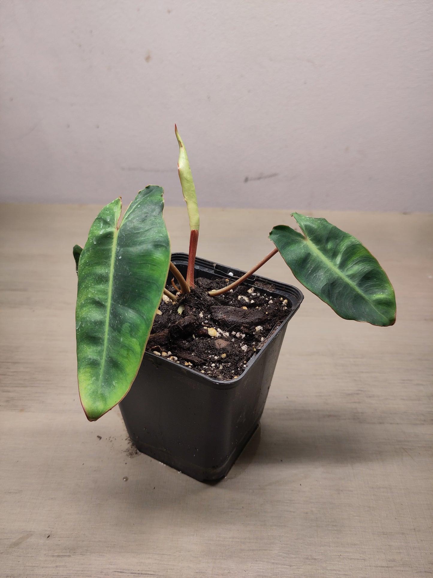Philodendron billietiae ( Baby )