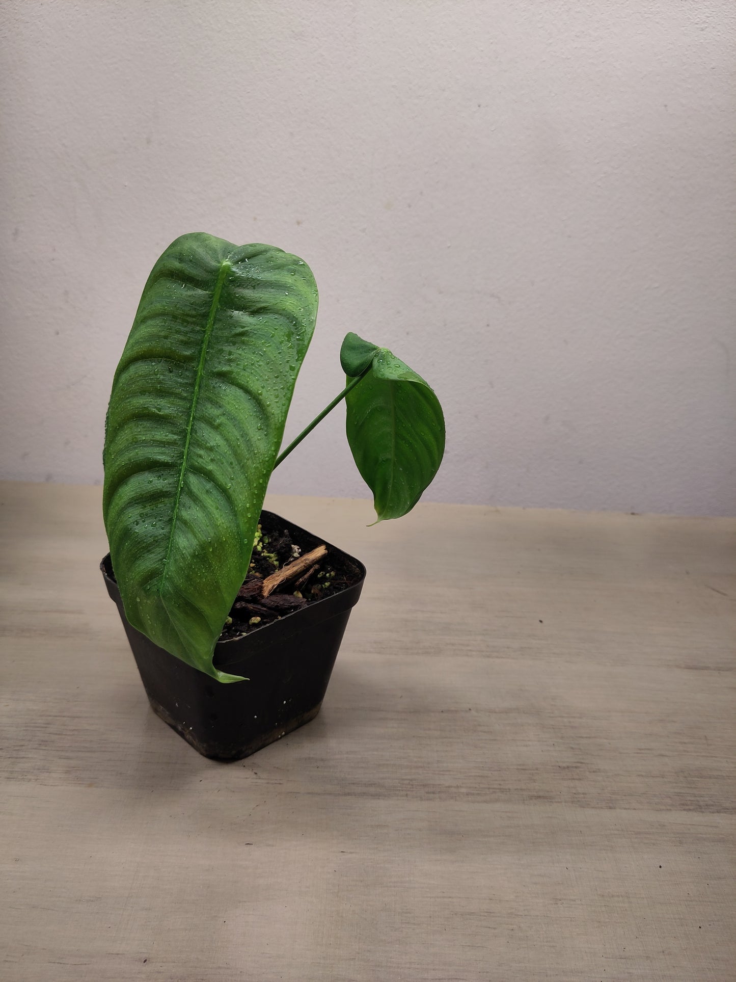 Philodendron sharoniae