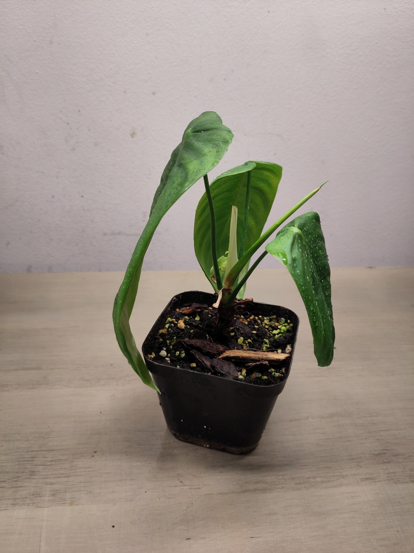 Philodendron sharoniae