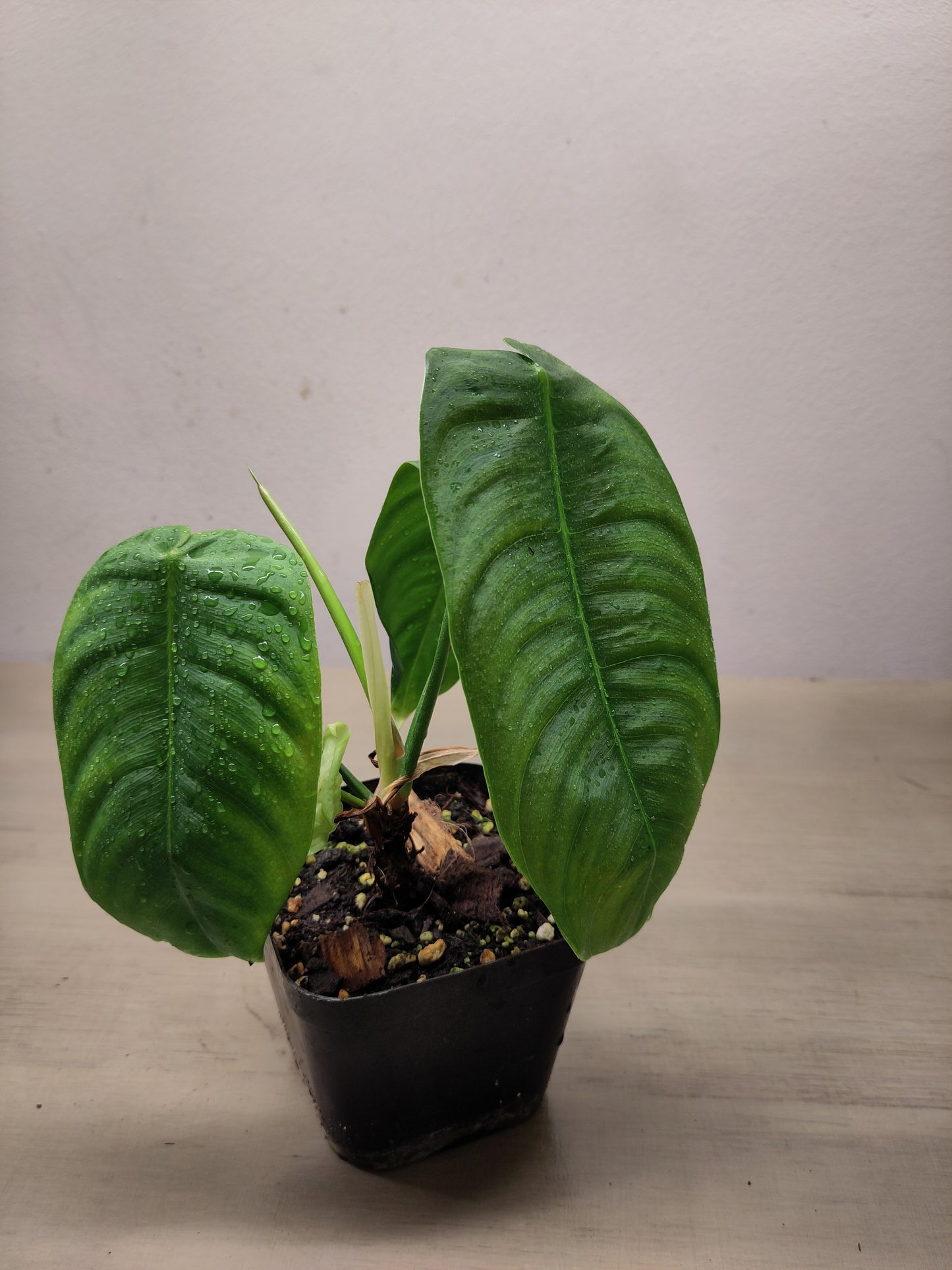 Philodendron sharoniae