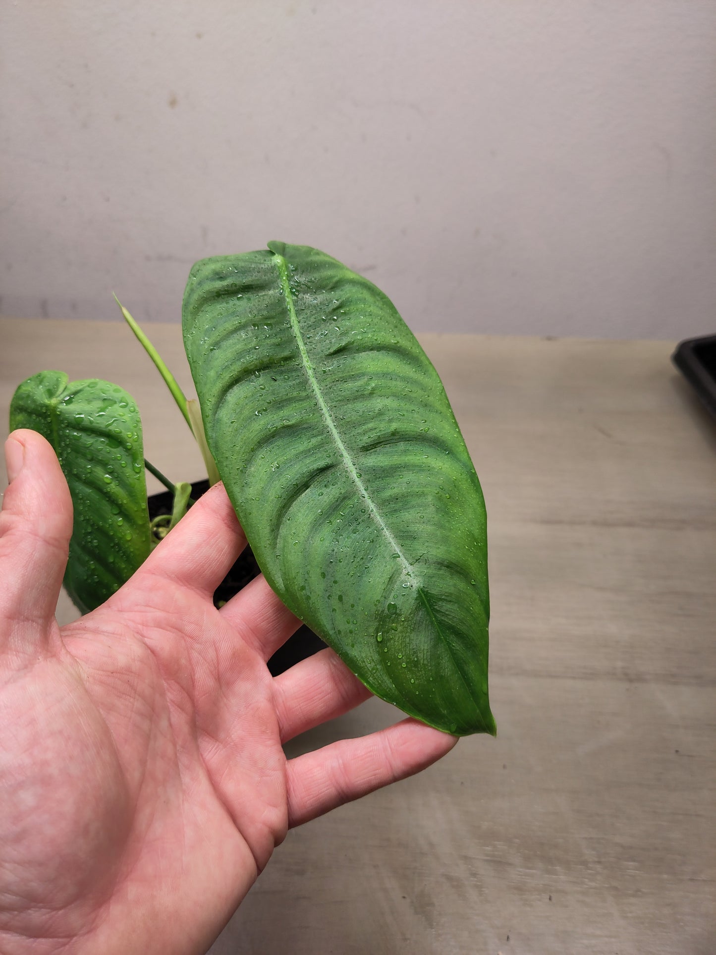 Philodendron sharoniae