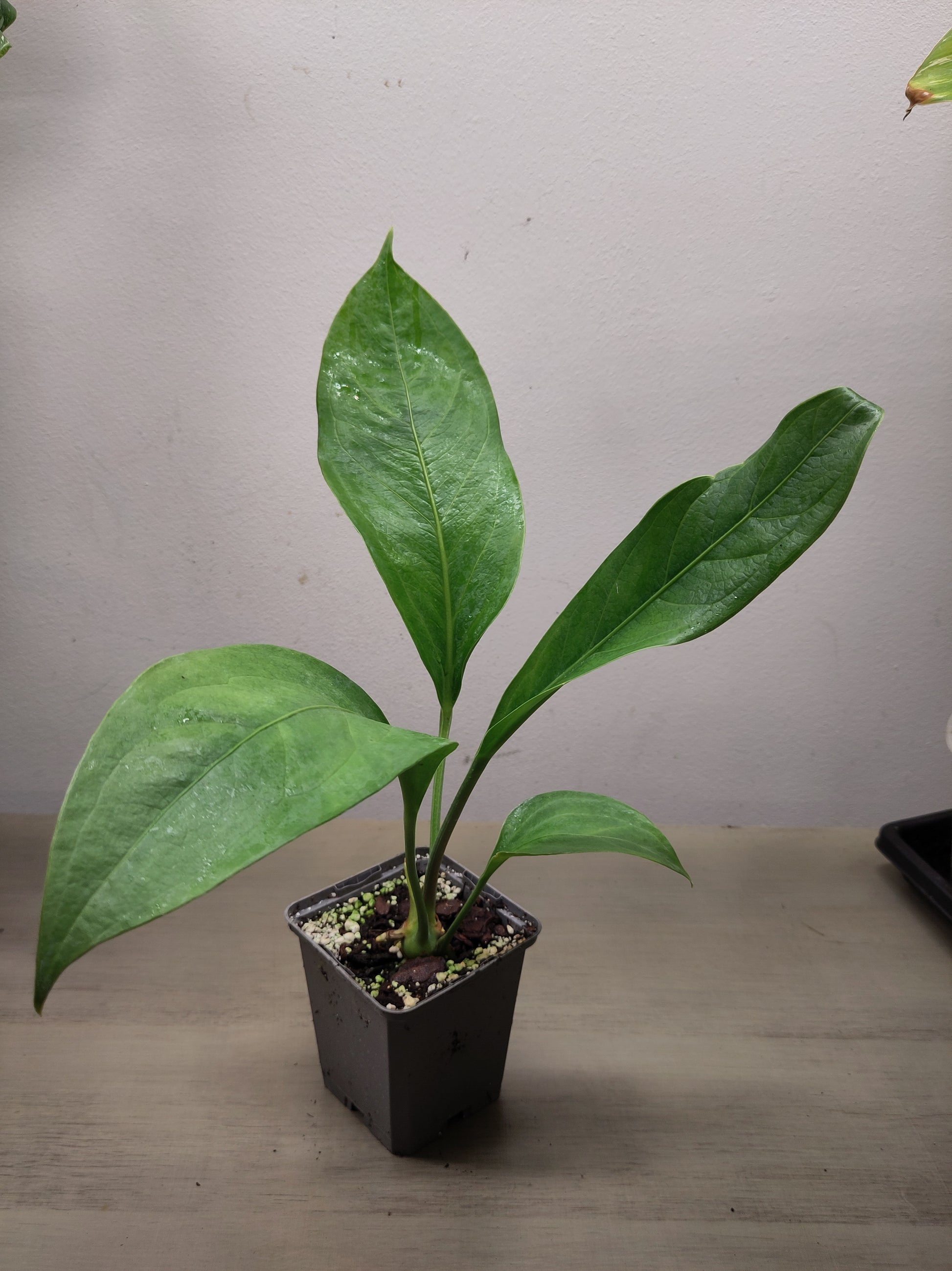 anthurium big bill for sale Anthurium "Big Bill" – Florae Botanica