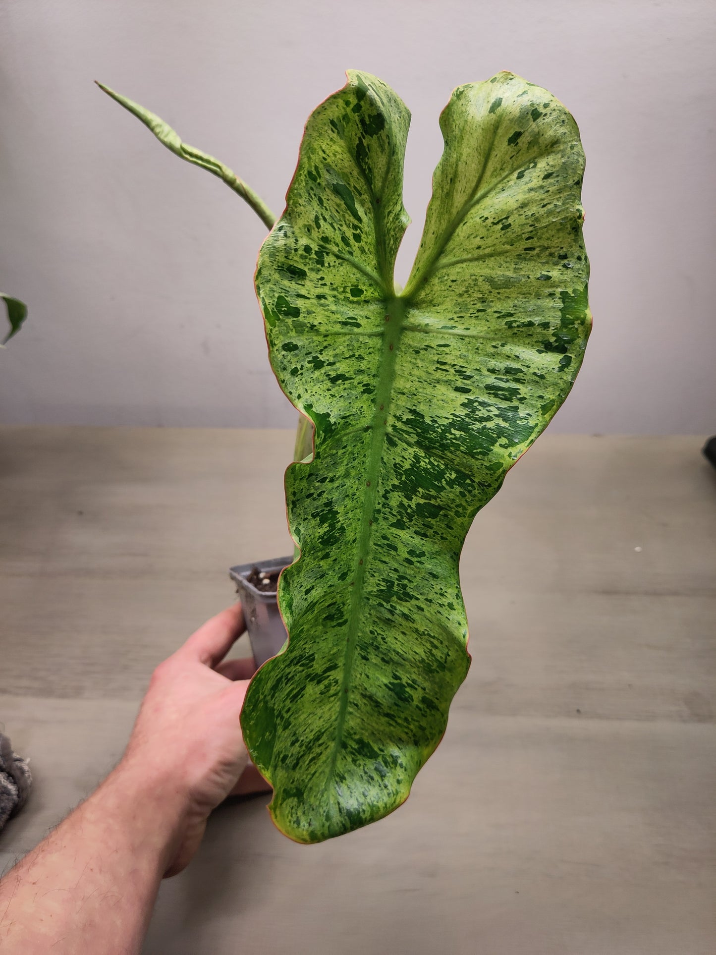Philodendron paraiso verde ( promotion printemps)