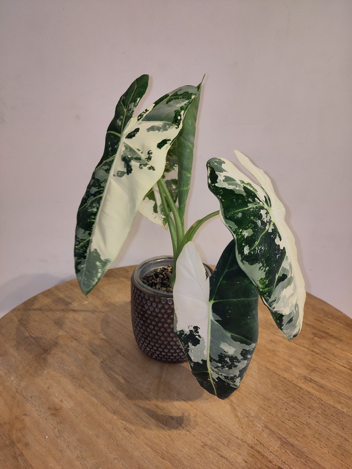 Alocasia Frydek Variegata ( promo big size )