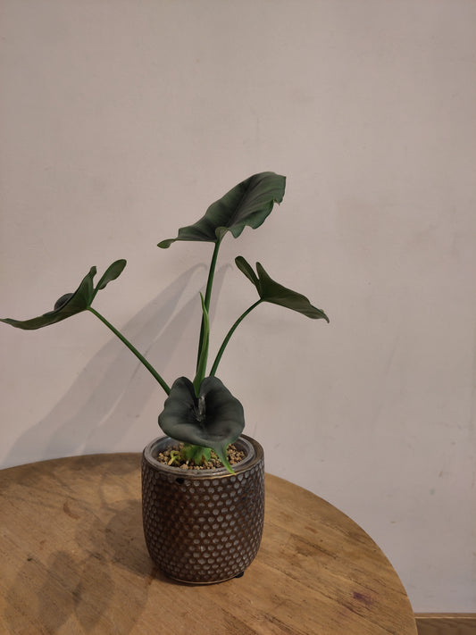 Alocasia reversa ( promo big size )