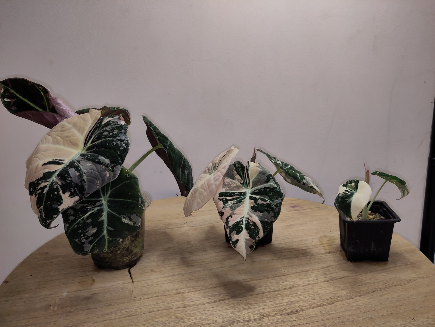 Alocasia Black velvet pink variegata ( promo )