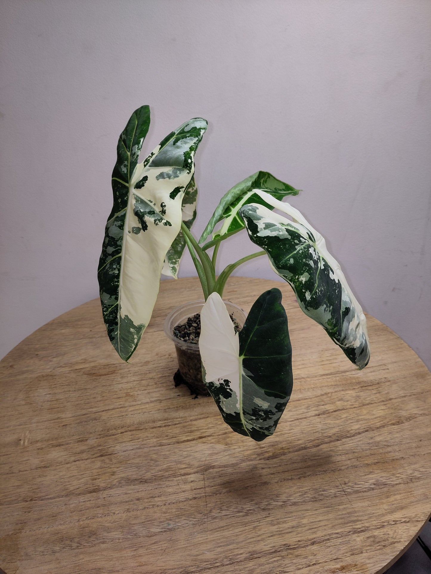 Alocasia Frydek Variegata ( promo big size )