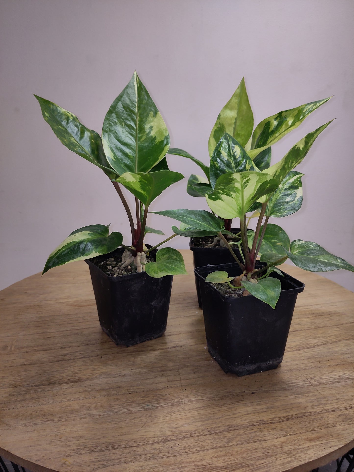 Anthurium Renaissance Variegata ( super génétique / seulement 4 disponible   )( promo lancement )