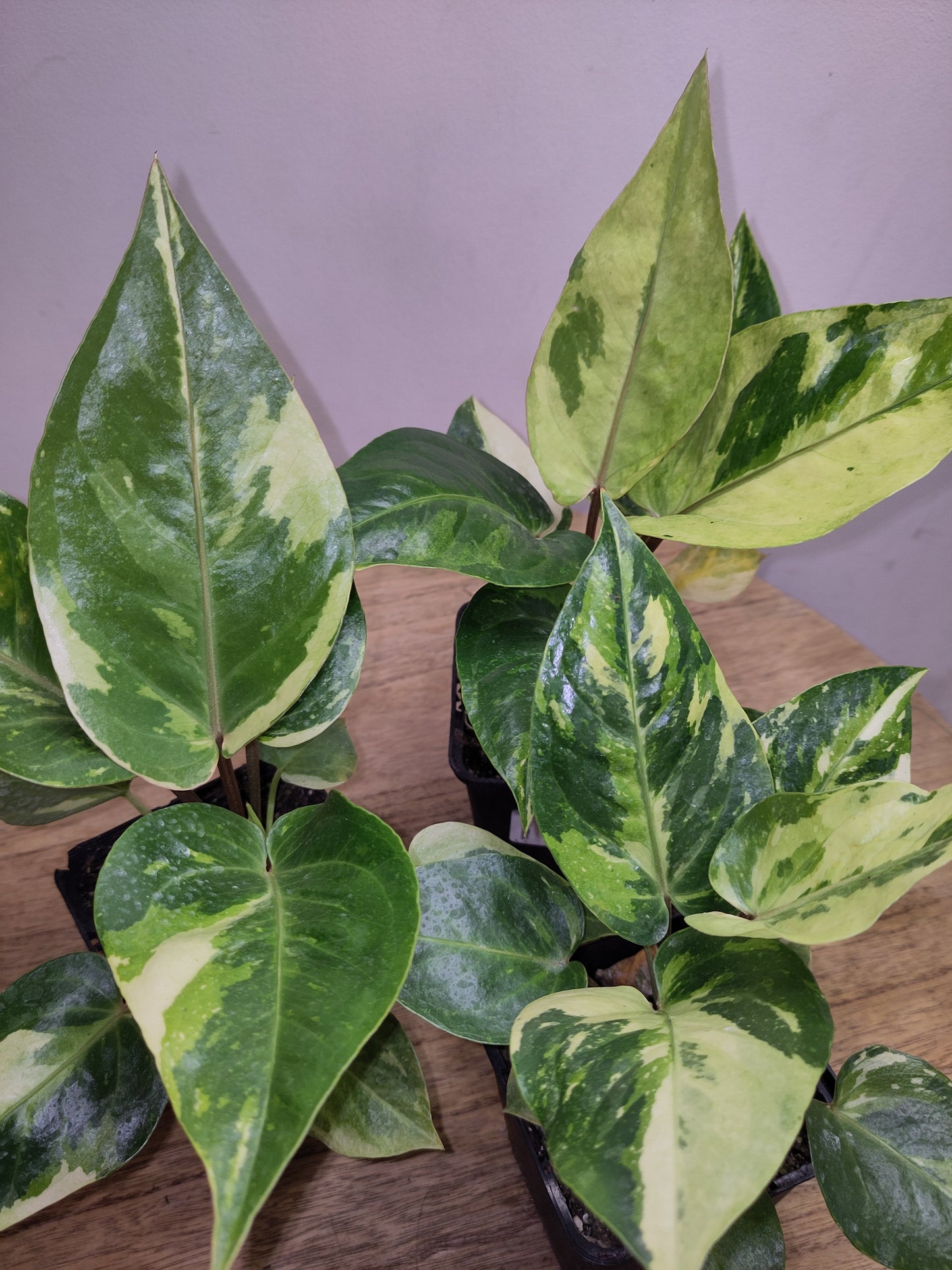 Anthurium Renaissance Variegata ( super génétique / seulement 4 disponible   )( promo lancement )