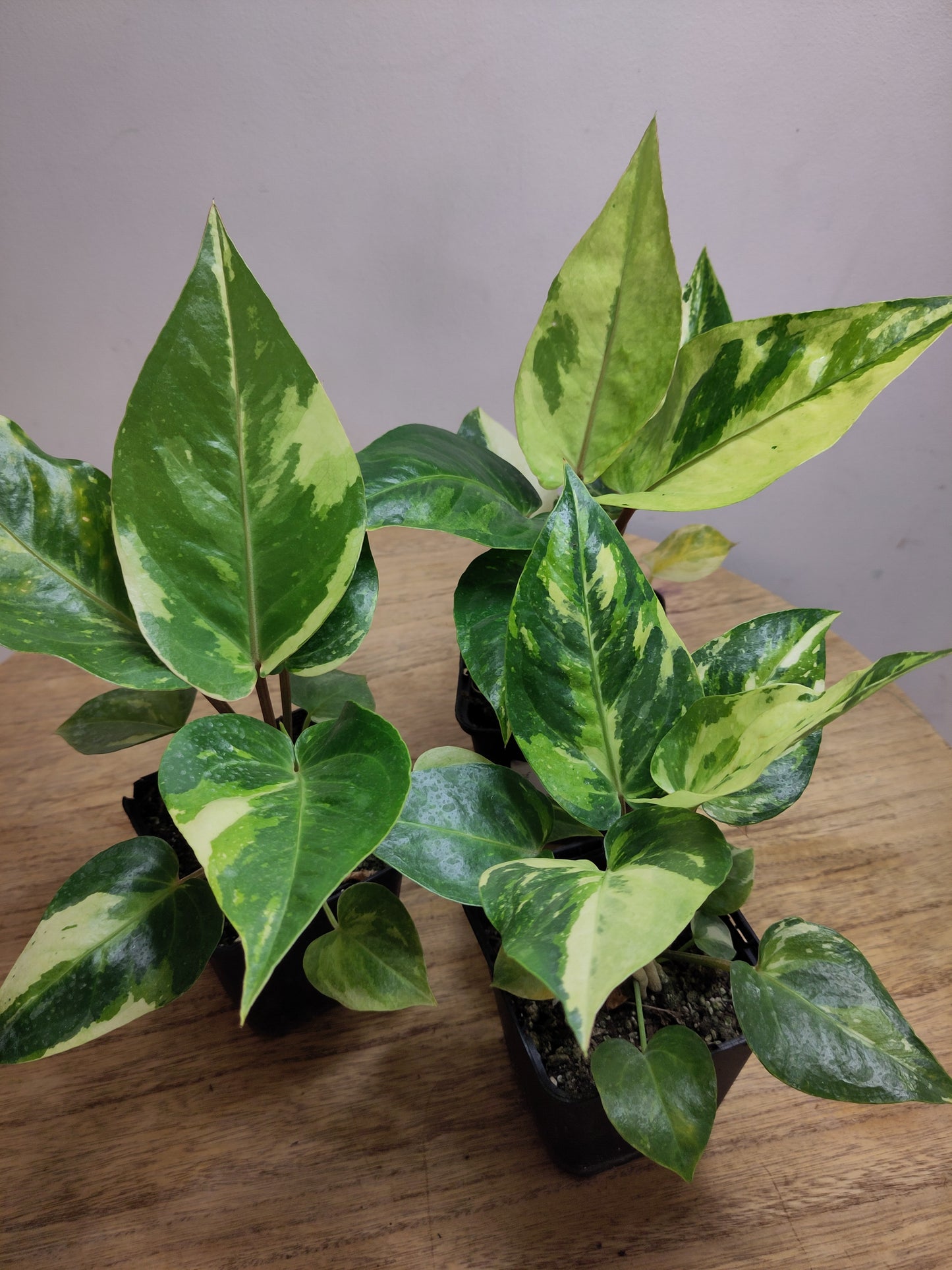 Anthurium Renaissance Variegata ( super génétique / seulement 4 disponible   )( promo lancement )