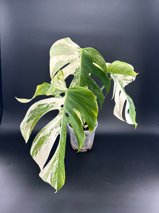 Monstera Deliciosa Variegata (WYSIWYG)