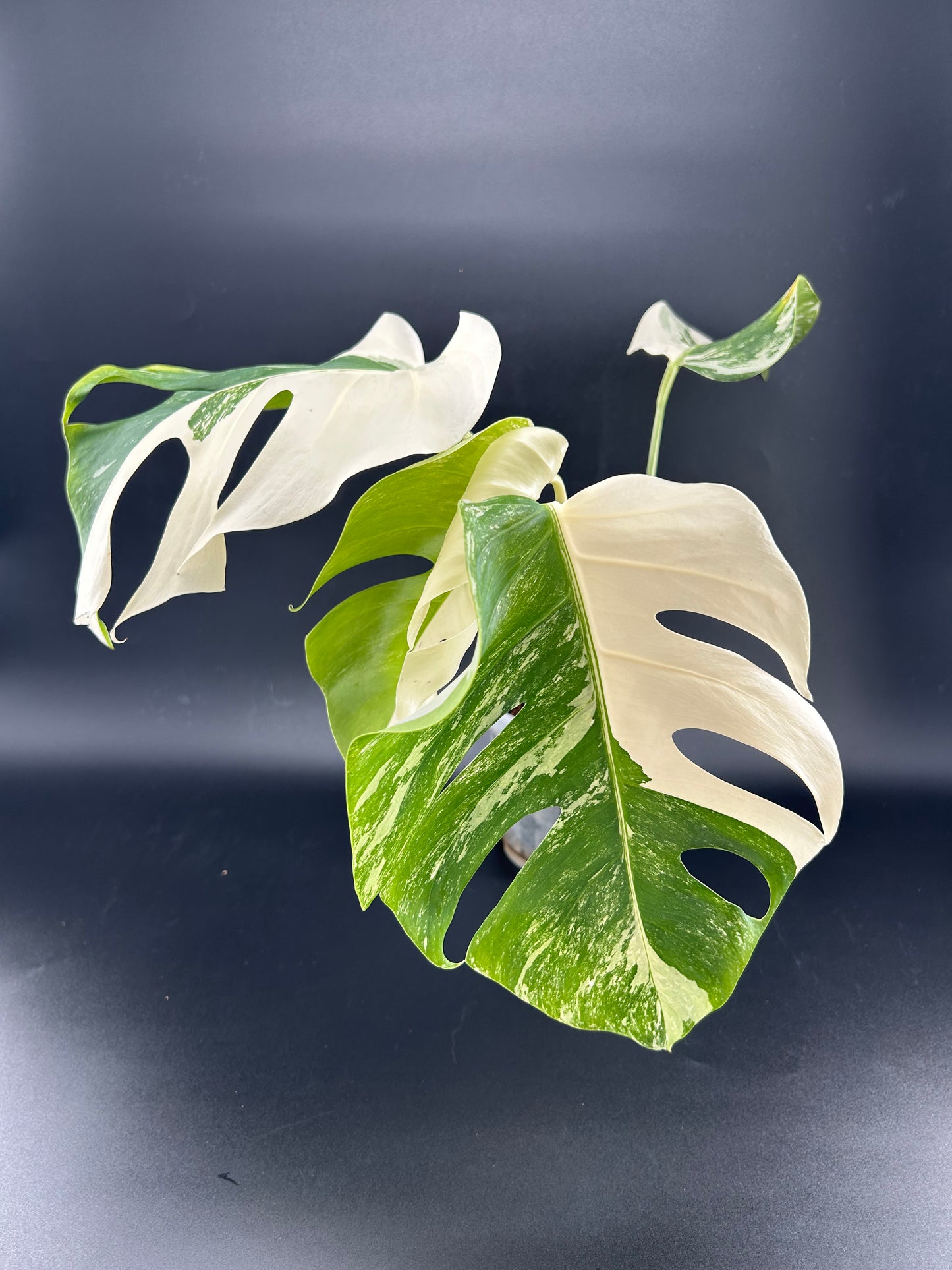 Monstera déliciosa variegata Half Moon (WYSIWYG)