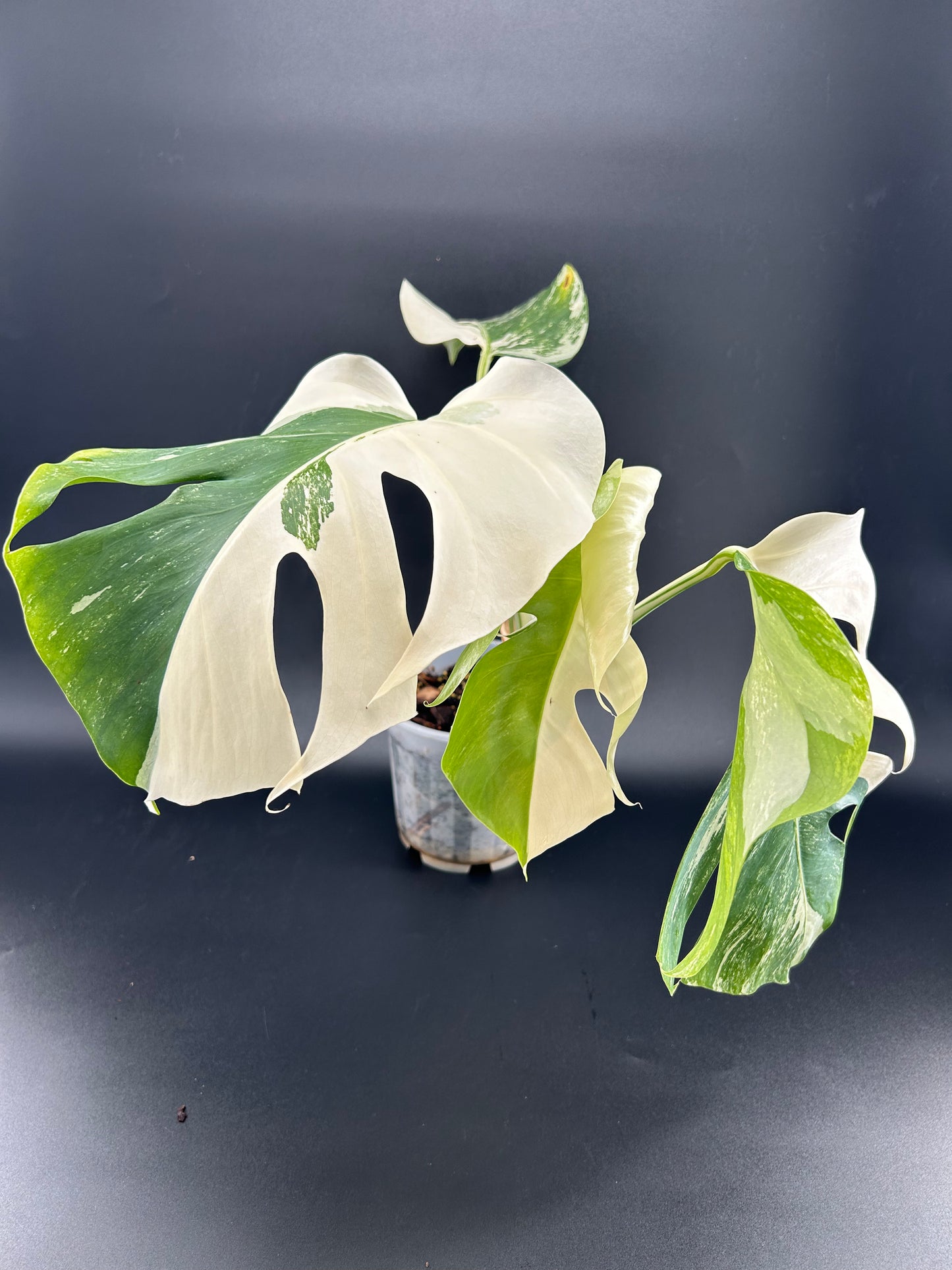 Monstera déliciosa variegata Half Moon (WYSIWYG)