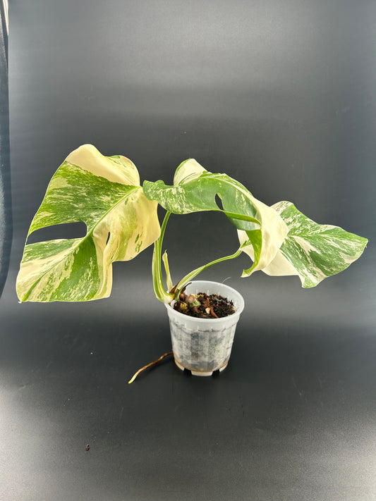 Monstera Déliciosa Variegata (WYSIWYG)