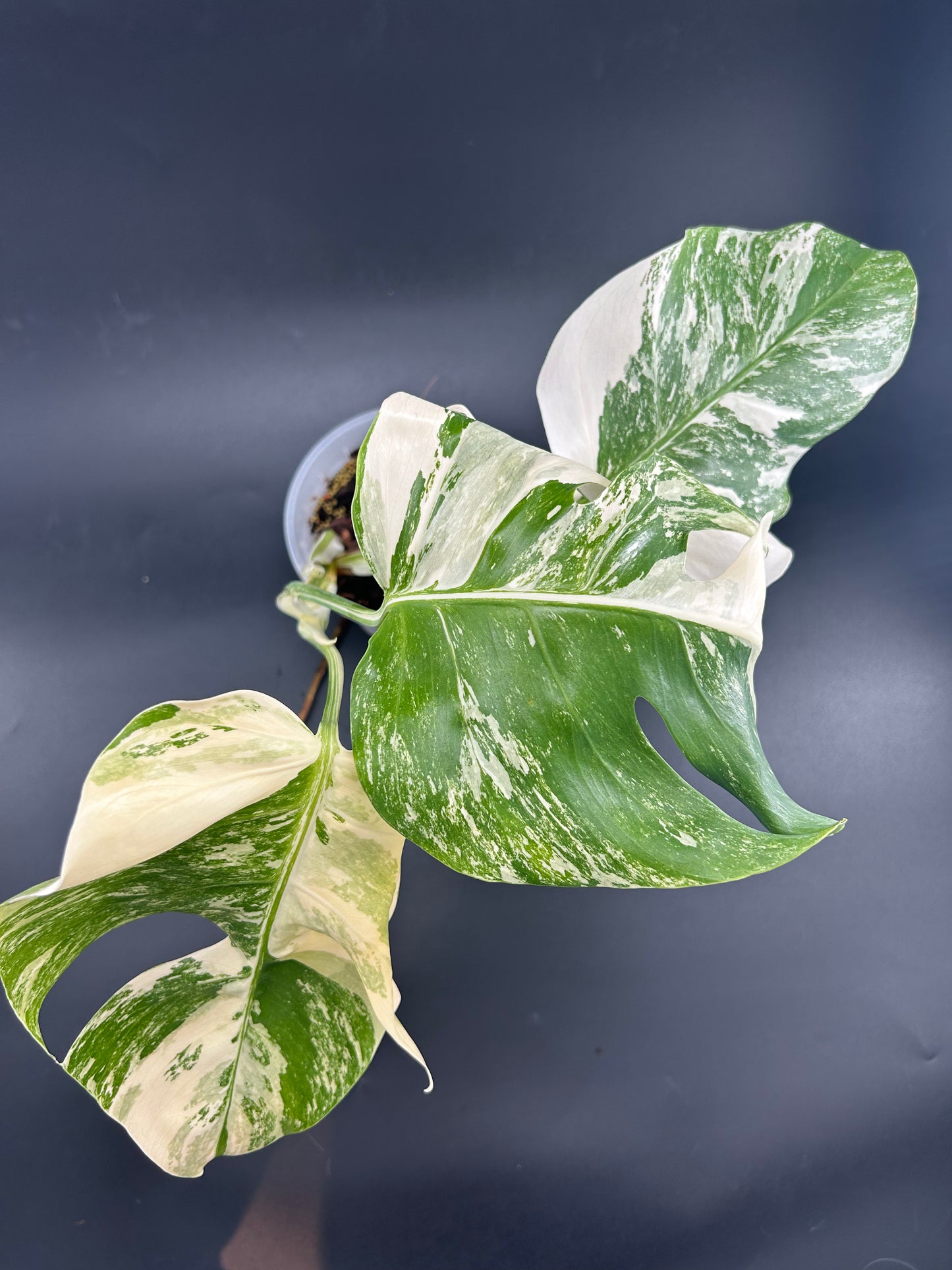 Monstera Déliciosa Variegata (WYSIWYG)