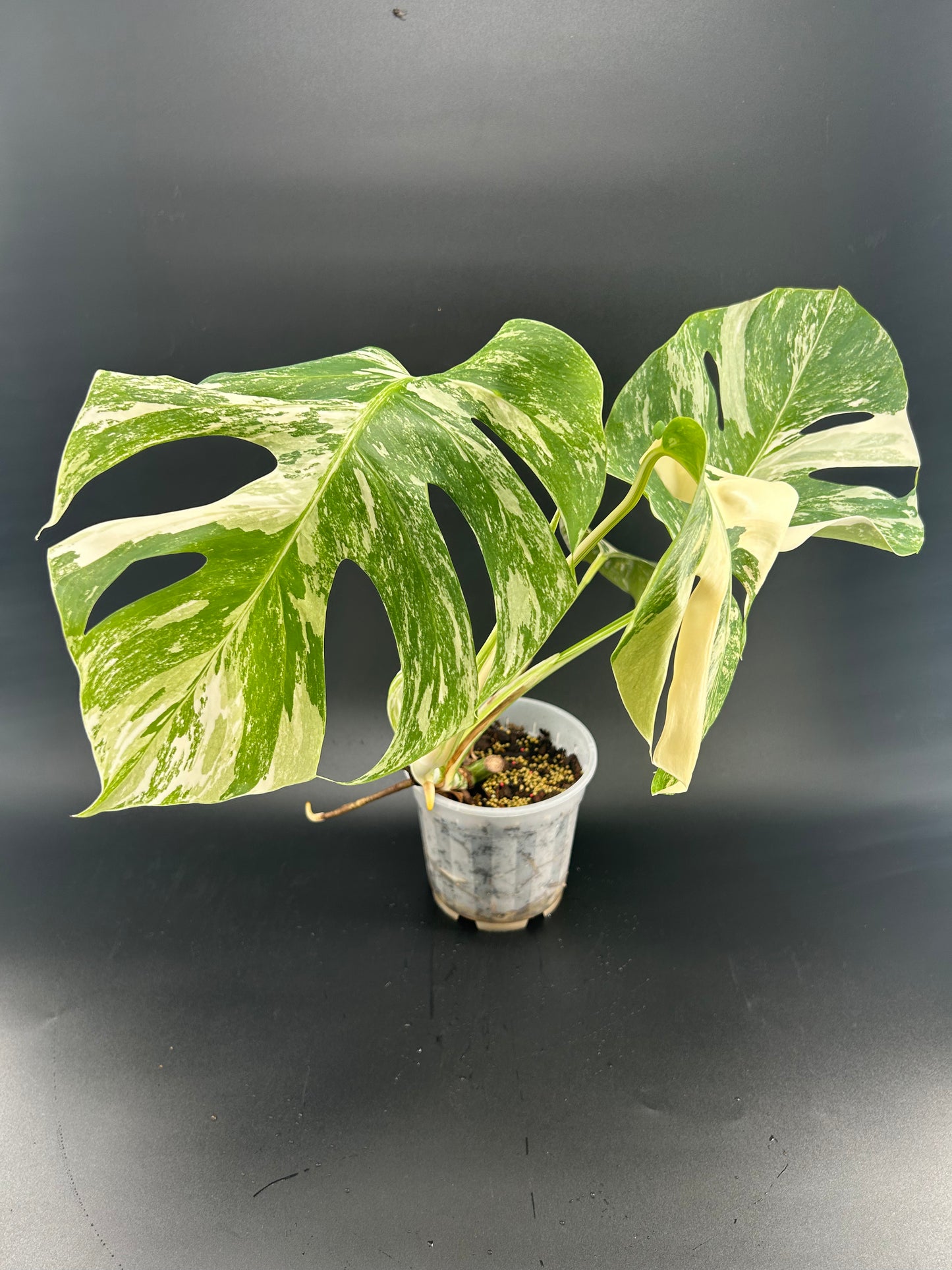 Monstera Déliciosa Variegata Grade A 5 feuilles