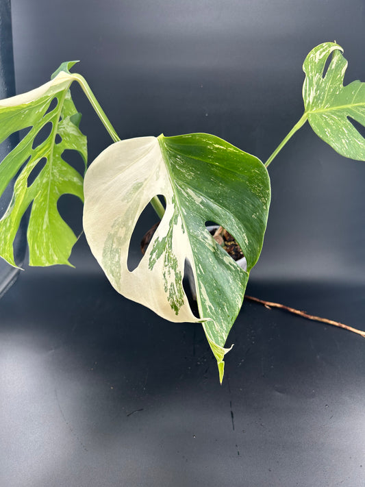 Monstera Déliciosa Variegata grade B (WYSIWYG)