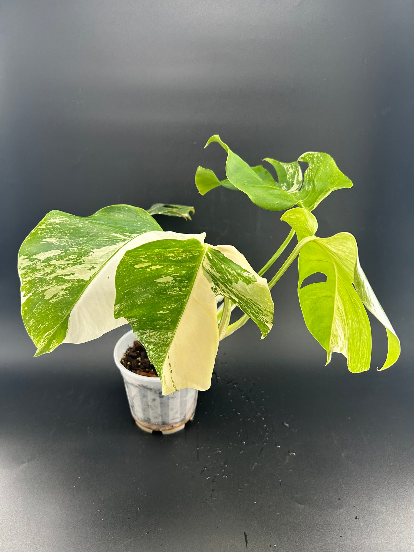 Monstera Déliciosa Variegata half moon ( WYSIWYG)