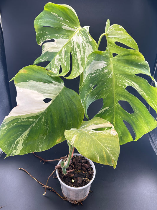 Monstera Déliciosa Variegata Grade B ( WYSIWYG)