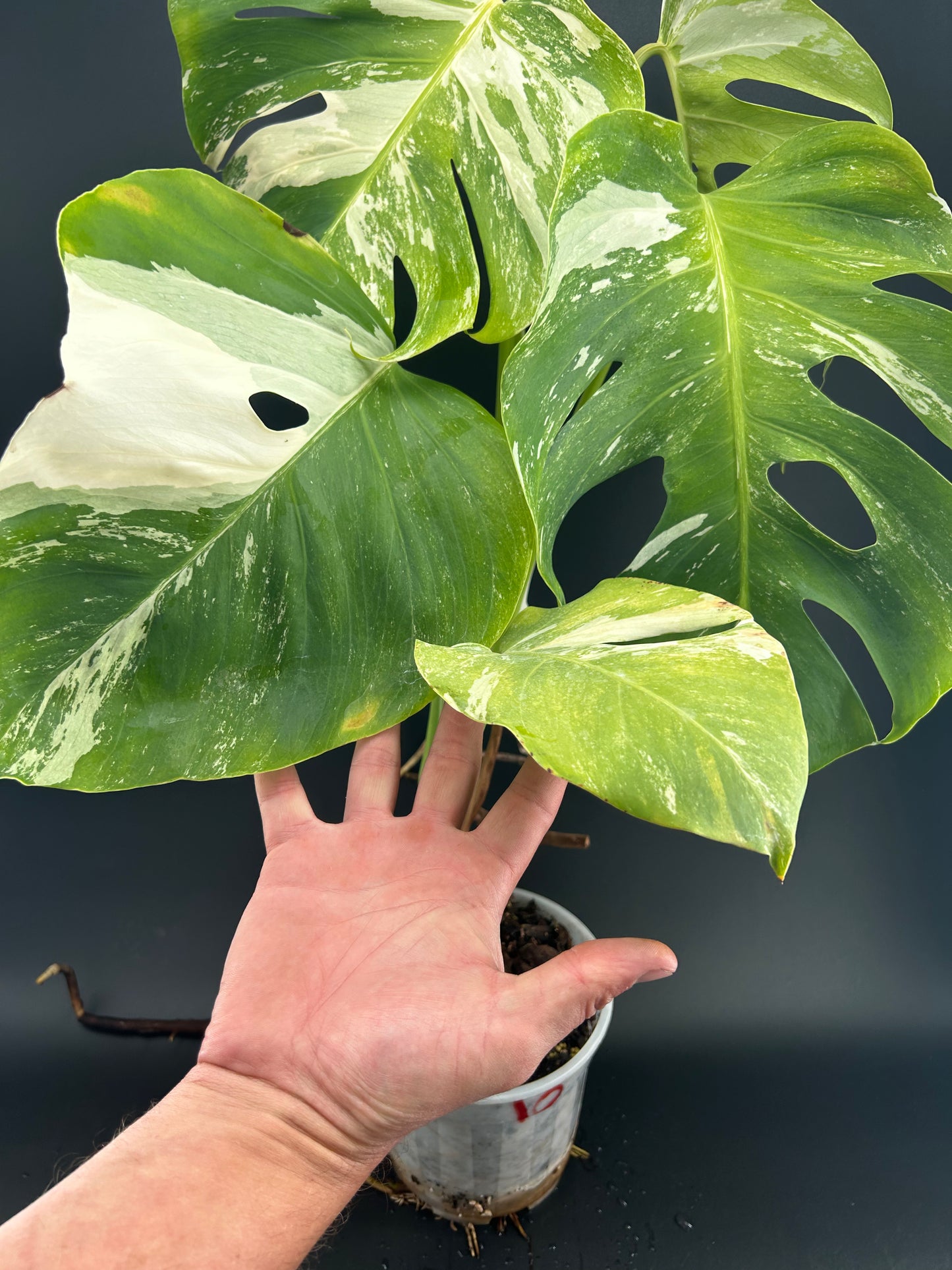 Monstera Déliciosa Variegata Grade B ( WYSIWYG)