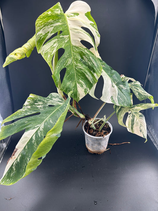 Monstera Déliciosa Variegata grade A 6 feuilles (WYSIWYG)