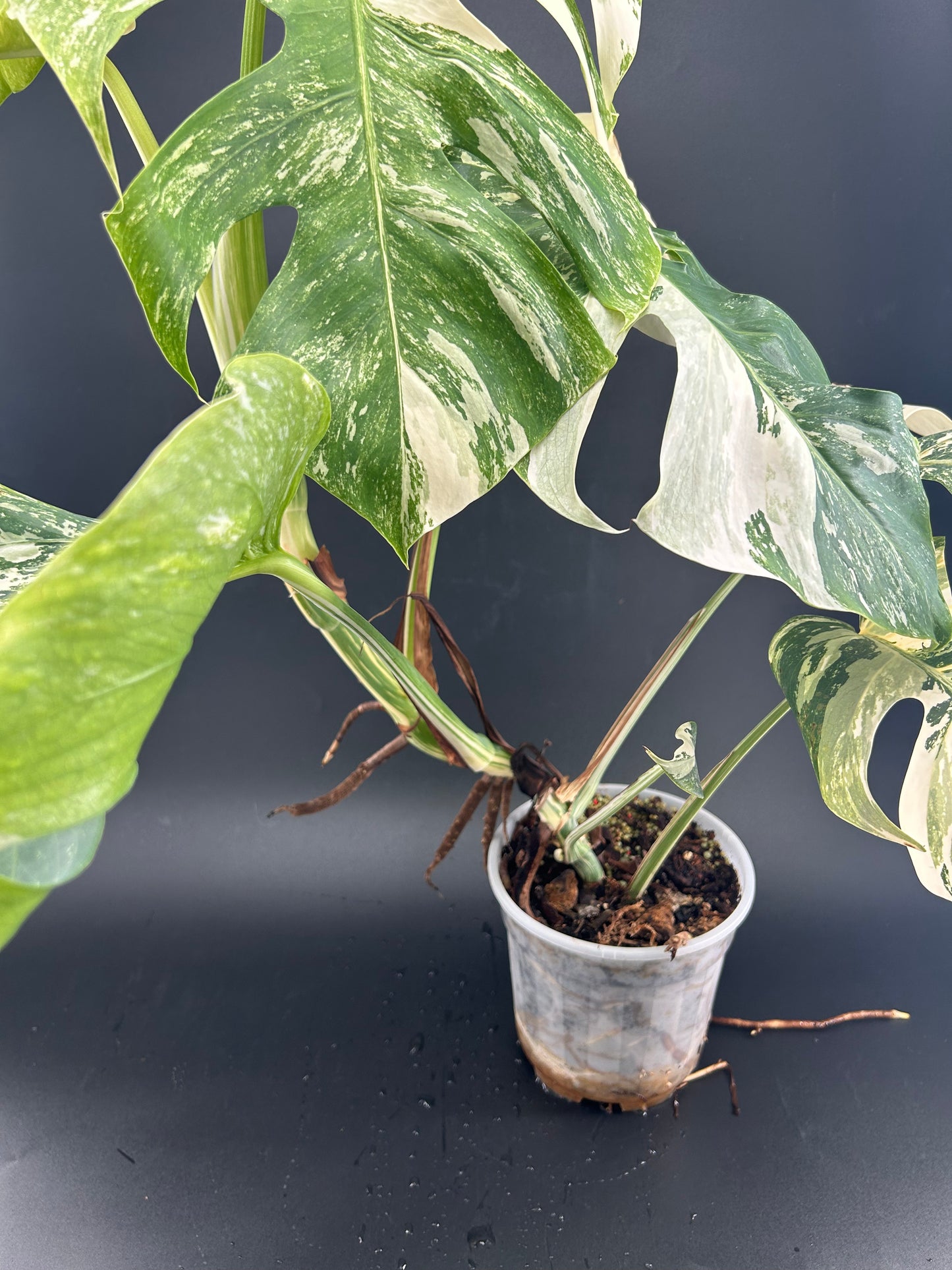 Monstera Déliciosa Variegata grade A 6 feuilles (WYSIWYG)