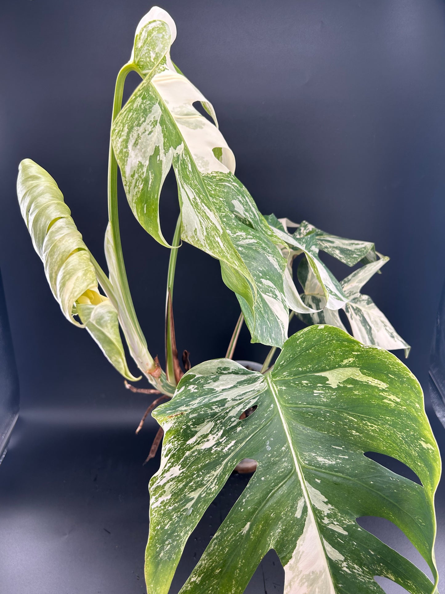 Monstera Déliciosa Variegata grade A 6 feuilles (WYSIWYG)