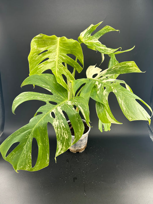 Monstera Déliciosa Variegata grade B 5 feuilles(WYSIWYG)