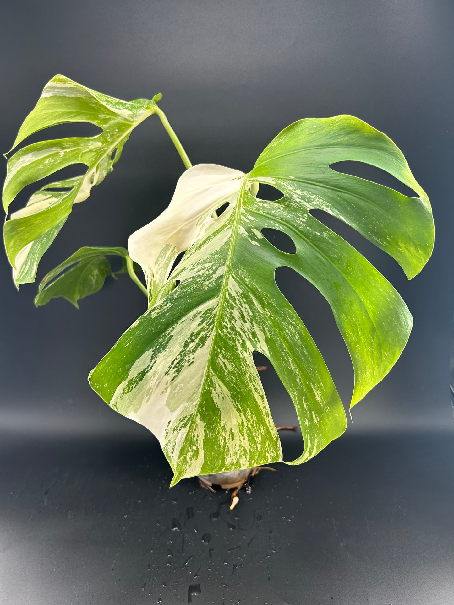 Monstera Déliciosa Variegata (WYSIWYG)