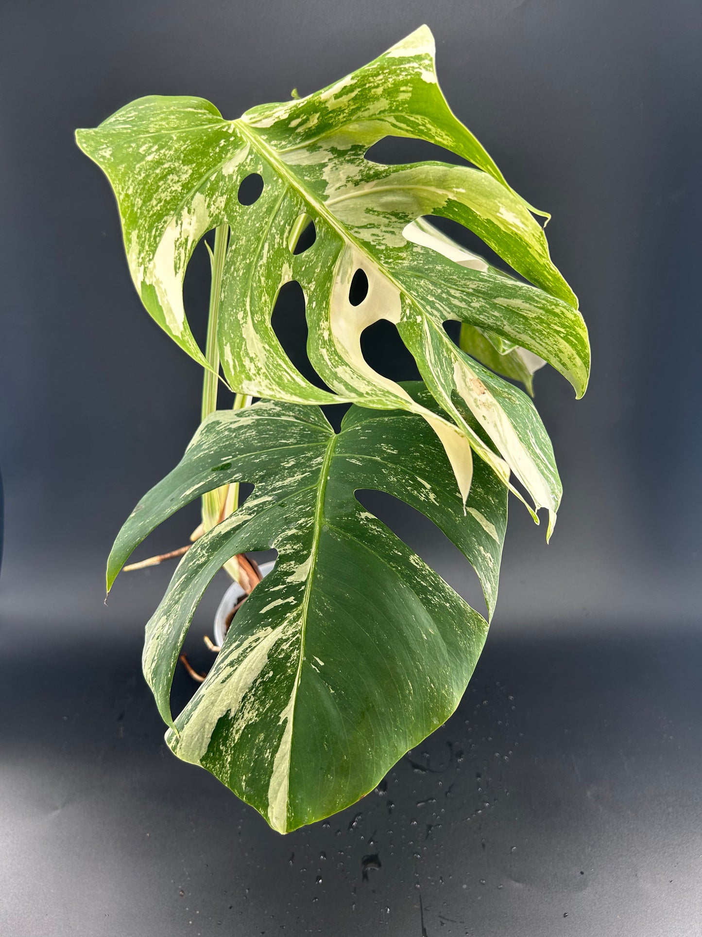 Monstera Déliciosa Variegata (WYSIWYG)