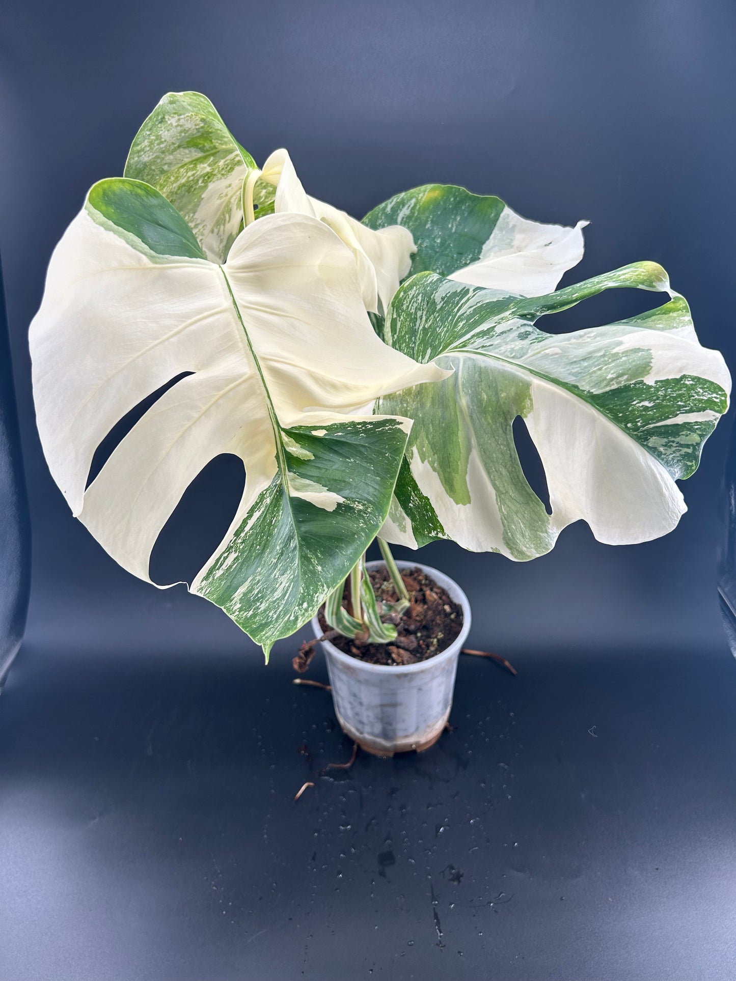 Monstera Déliciosa Variegata Half Moon Grade A (WYSIWYG)