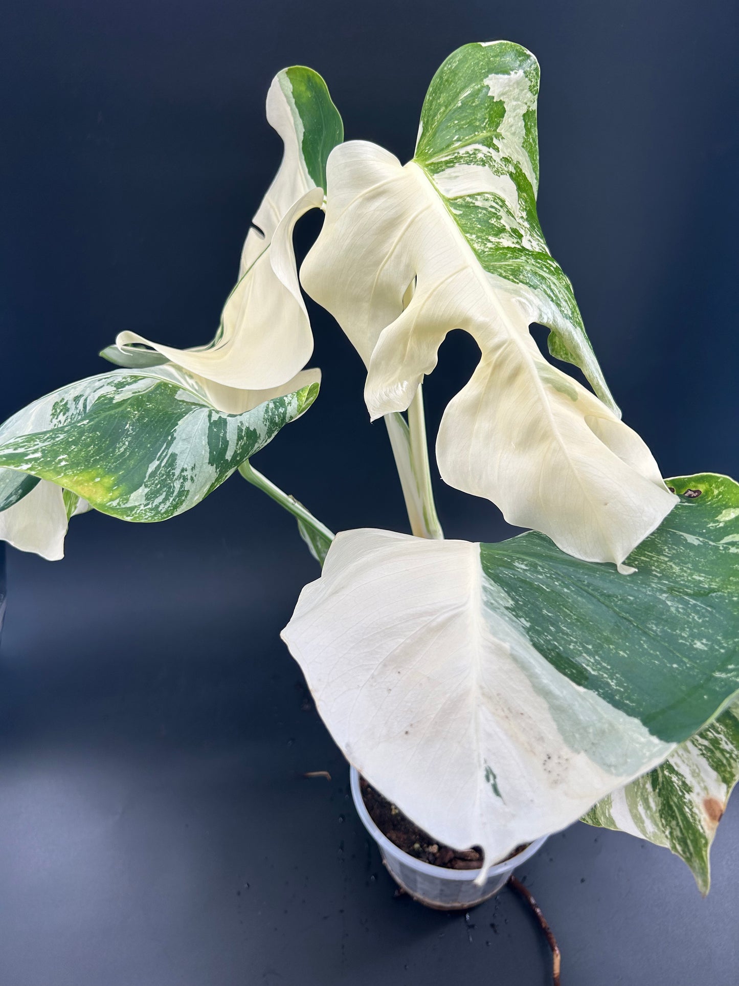 Monstera Déliciosa Variegata Half Moon Grade A (WYSIWYG)