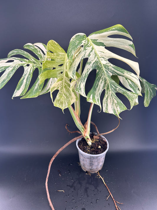 Monstera Déliciosa Variegata (WYSIWYG)