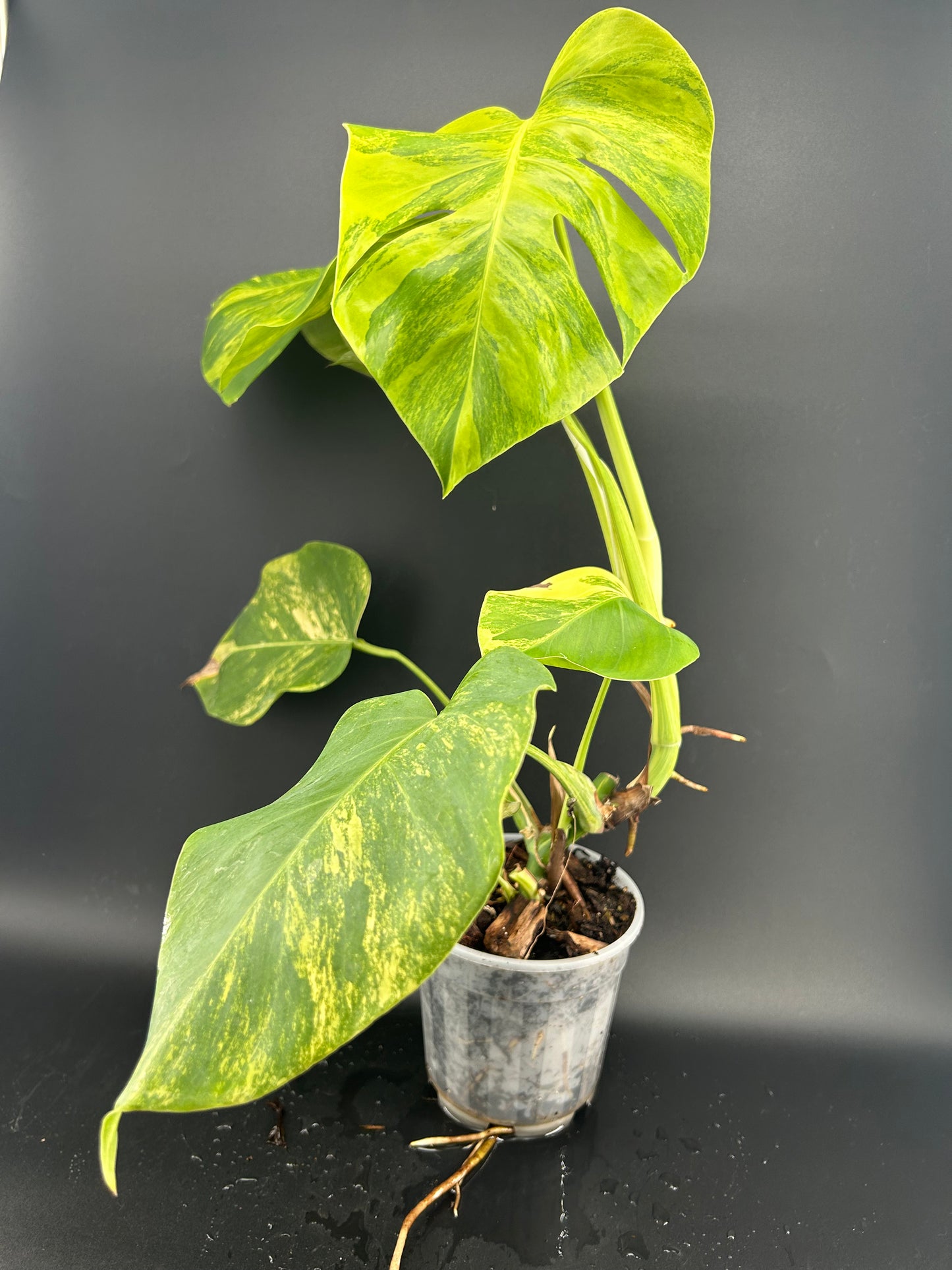 Monstera Borsigiana " Aurea"