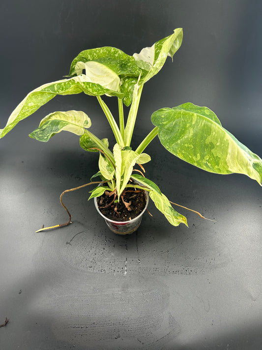 Philodendron Jose Buono Variegata