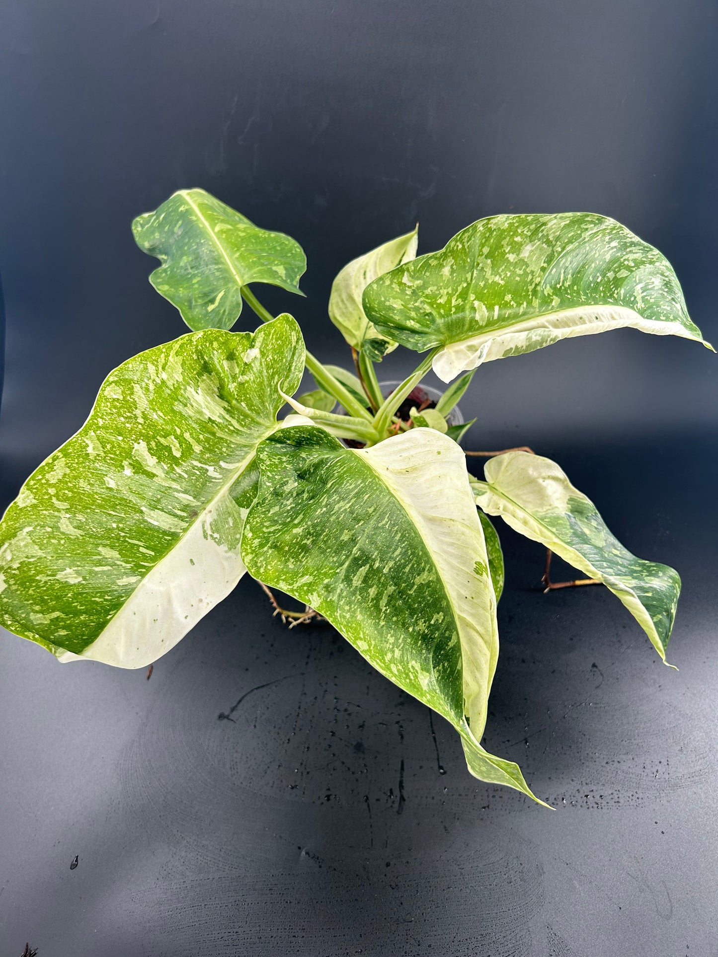 Philodendron Jose Buono Variegata