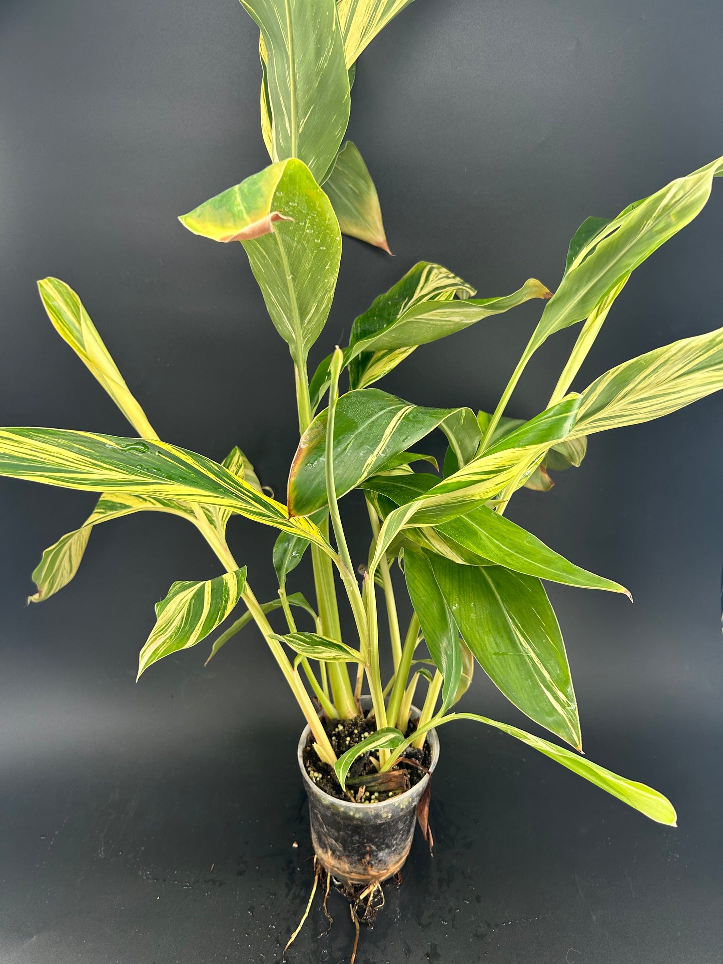 Alpinia Zerumbet Variegata (Gingembre coquille panaché) XL