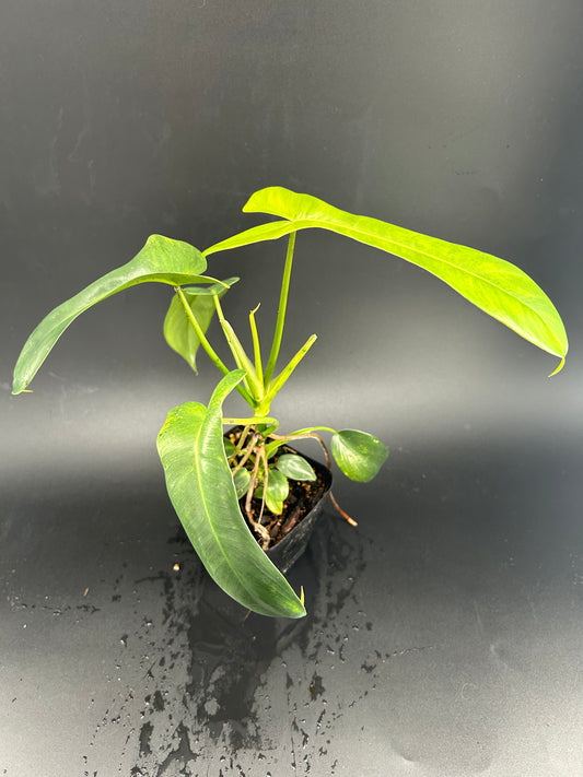 Philodendron longilobatum