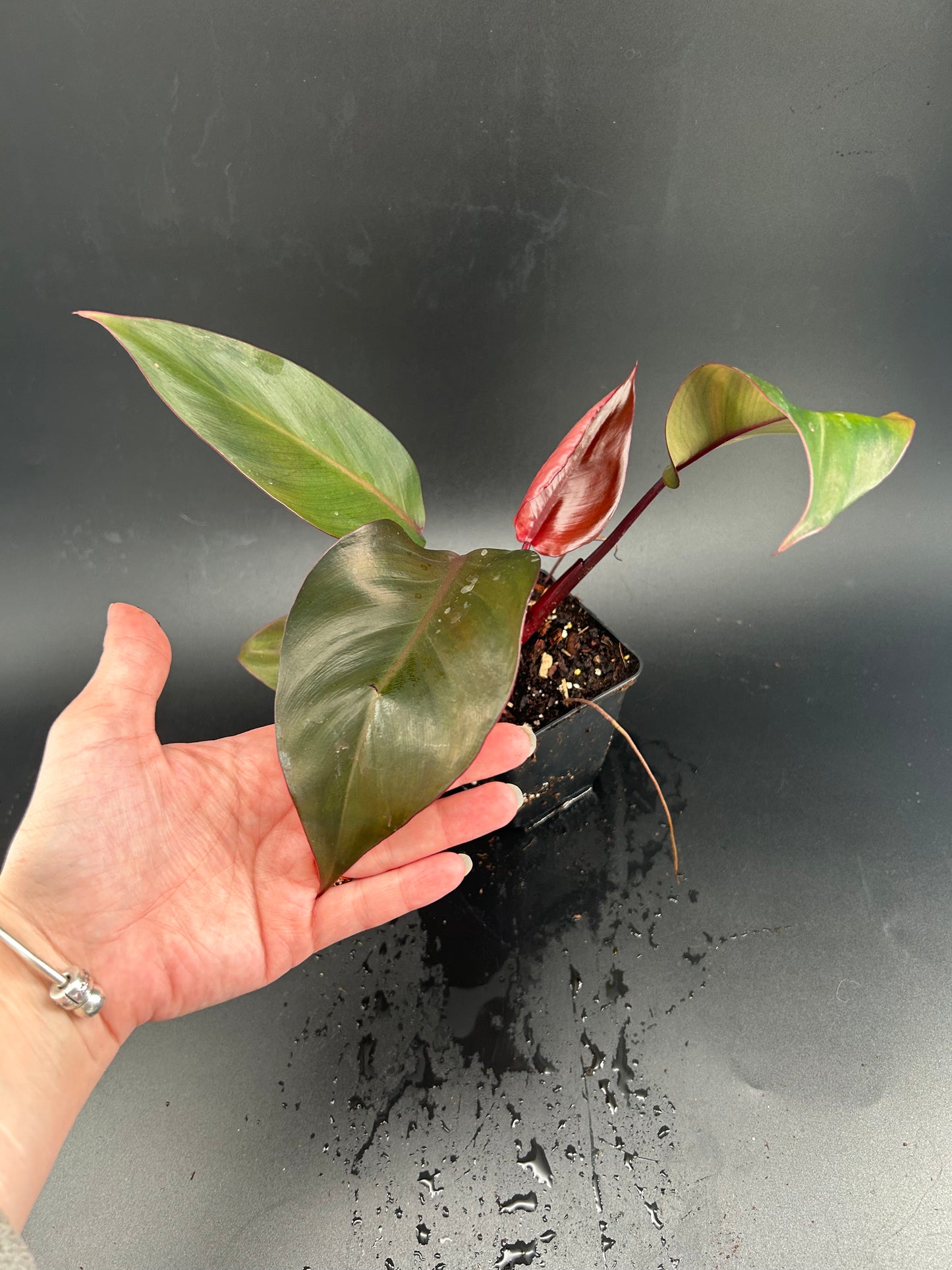 Philodendron Orange Princess non variegata ( variegata cutting )