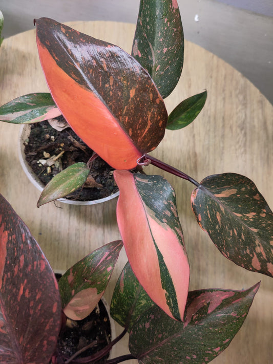 Philodendron Orange Princess Variegata