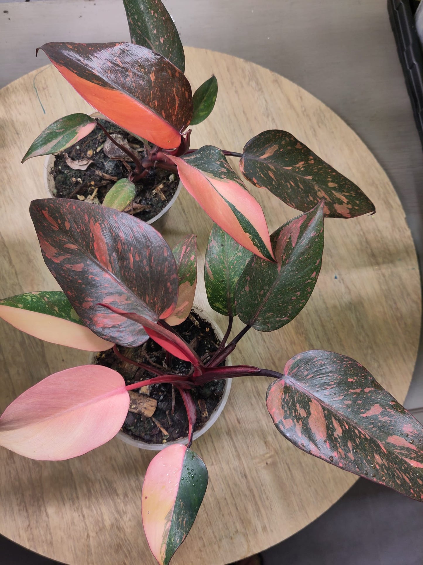 Philodendron Orange Princess Variegata