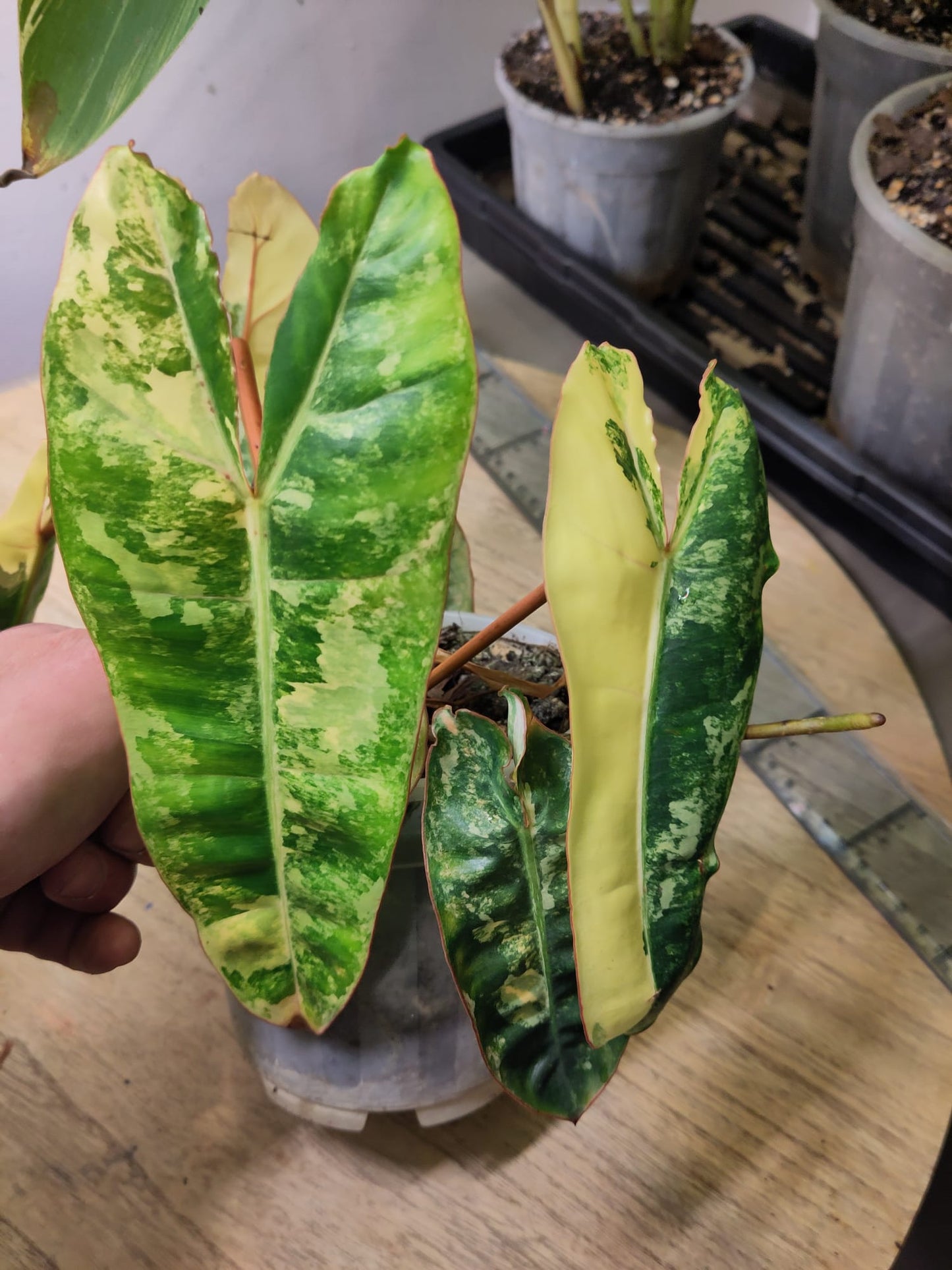 Philodendron Billietiae Variegata WYSIWYG