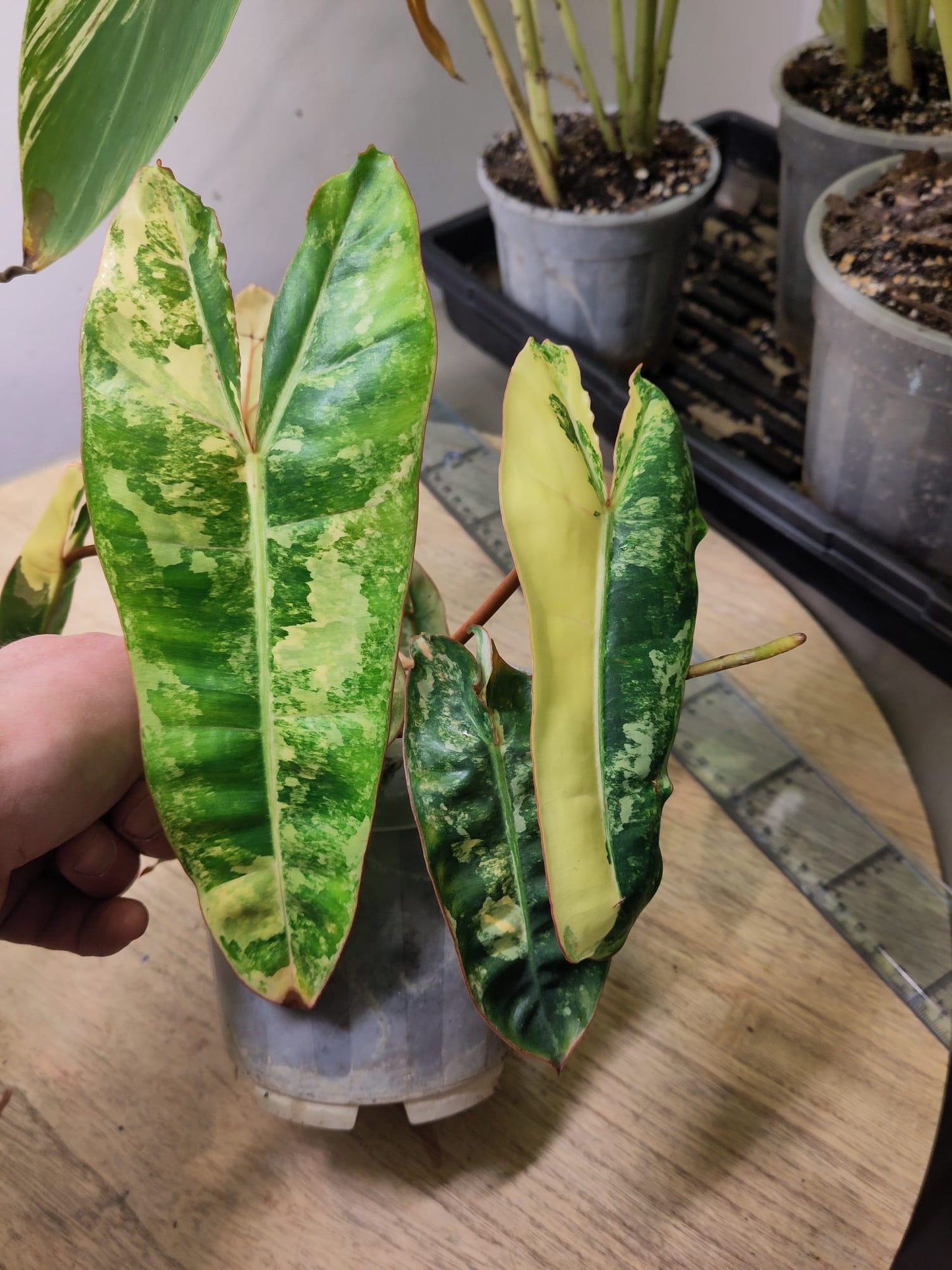 Philodendron Billietiae Variegata WYSIWYG