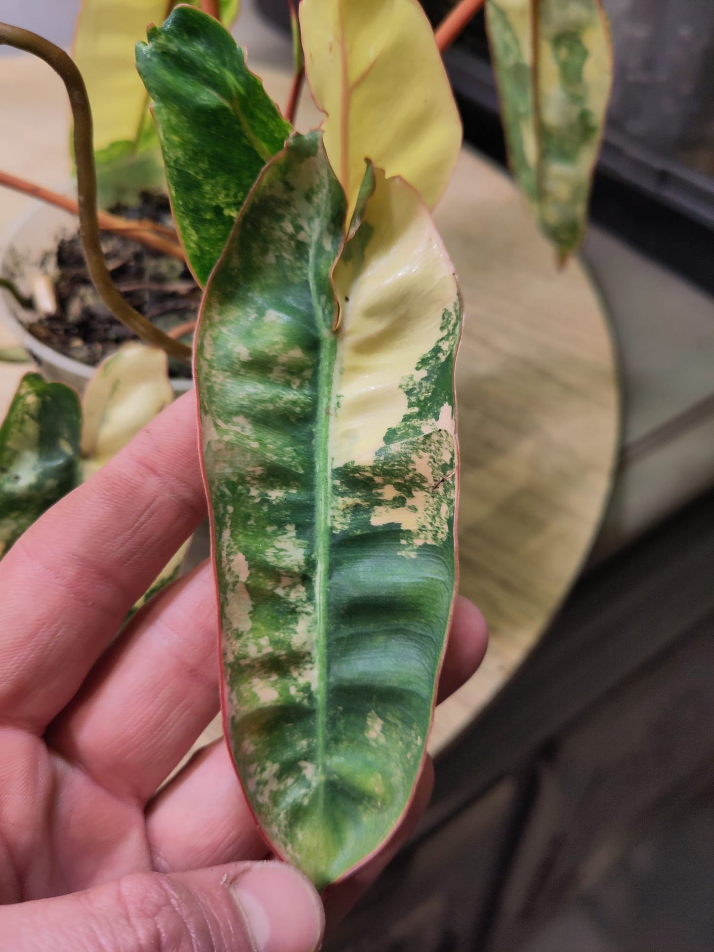 Philodendron Billietiae Variegata WYSIWYG (super génétique)