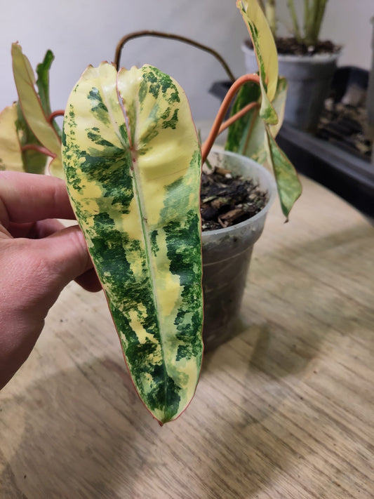 Philodendron Billietiae Variegata WYSIWYG (super génétique)