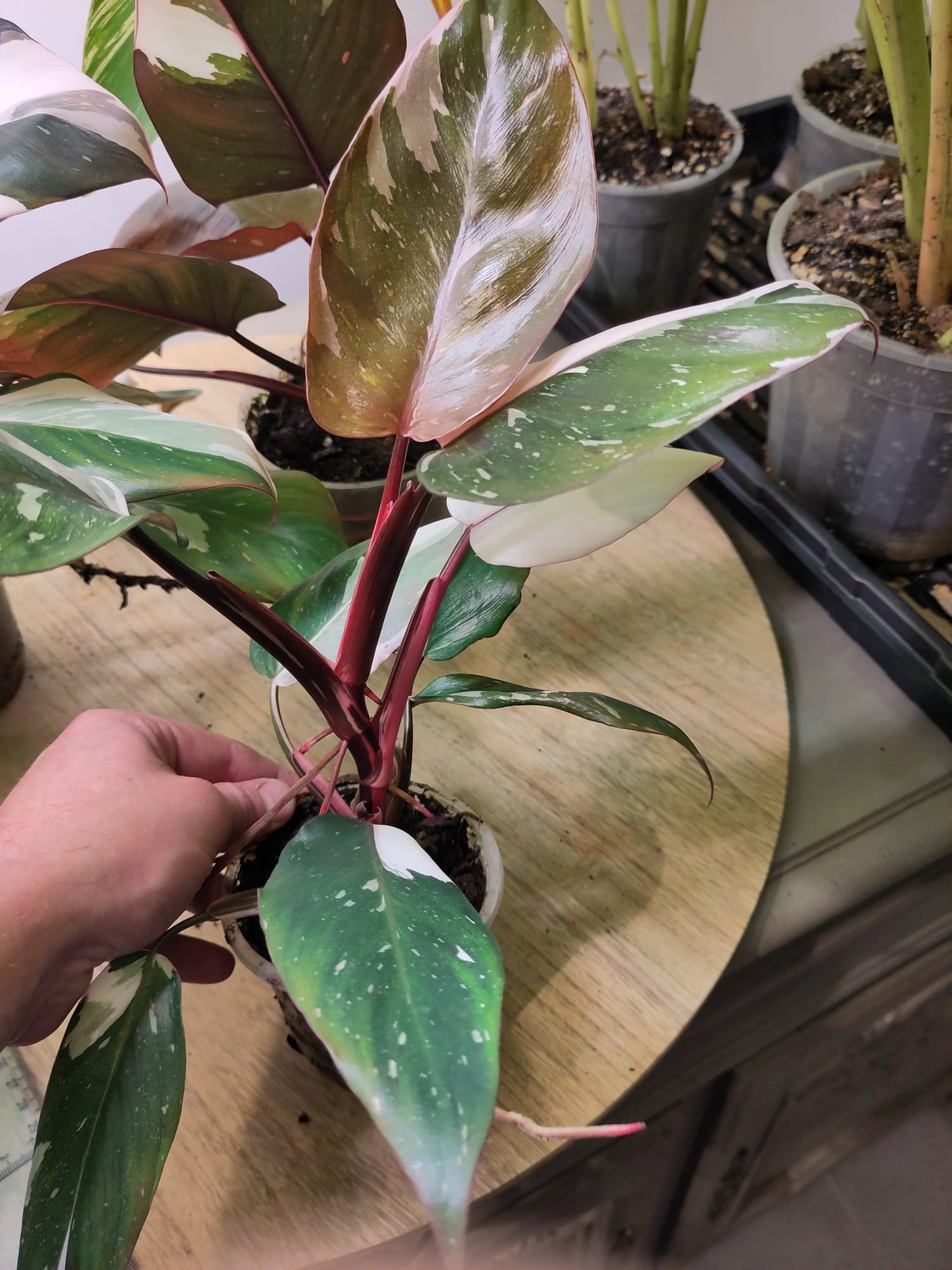 Philodendron Red Anderson Variegata