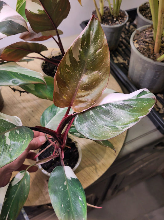 Philodendron Red Anderson Variegata