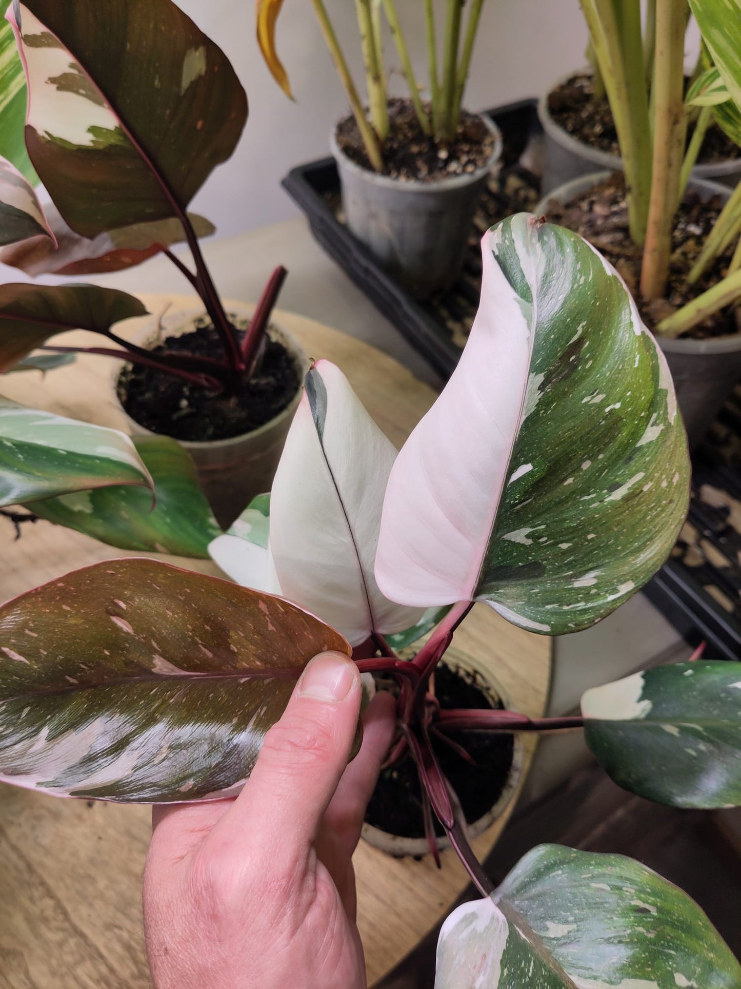 Philodendron Red Anderson Variegata