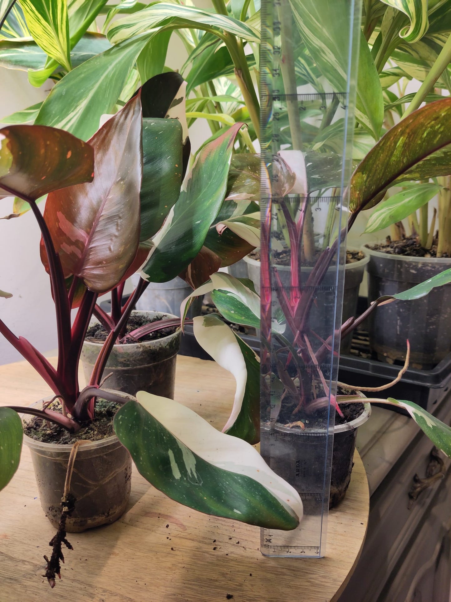 Philodendron Red Anderson Variegata