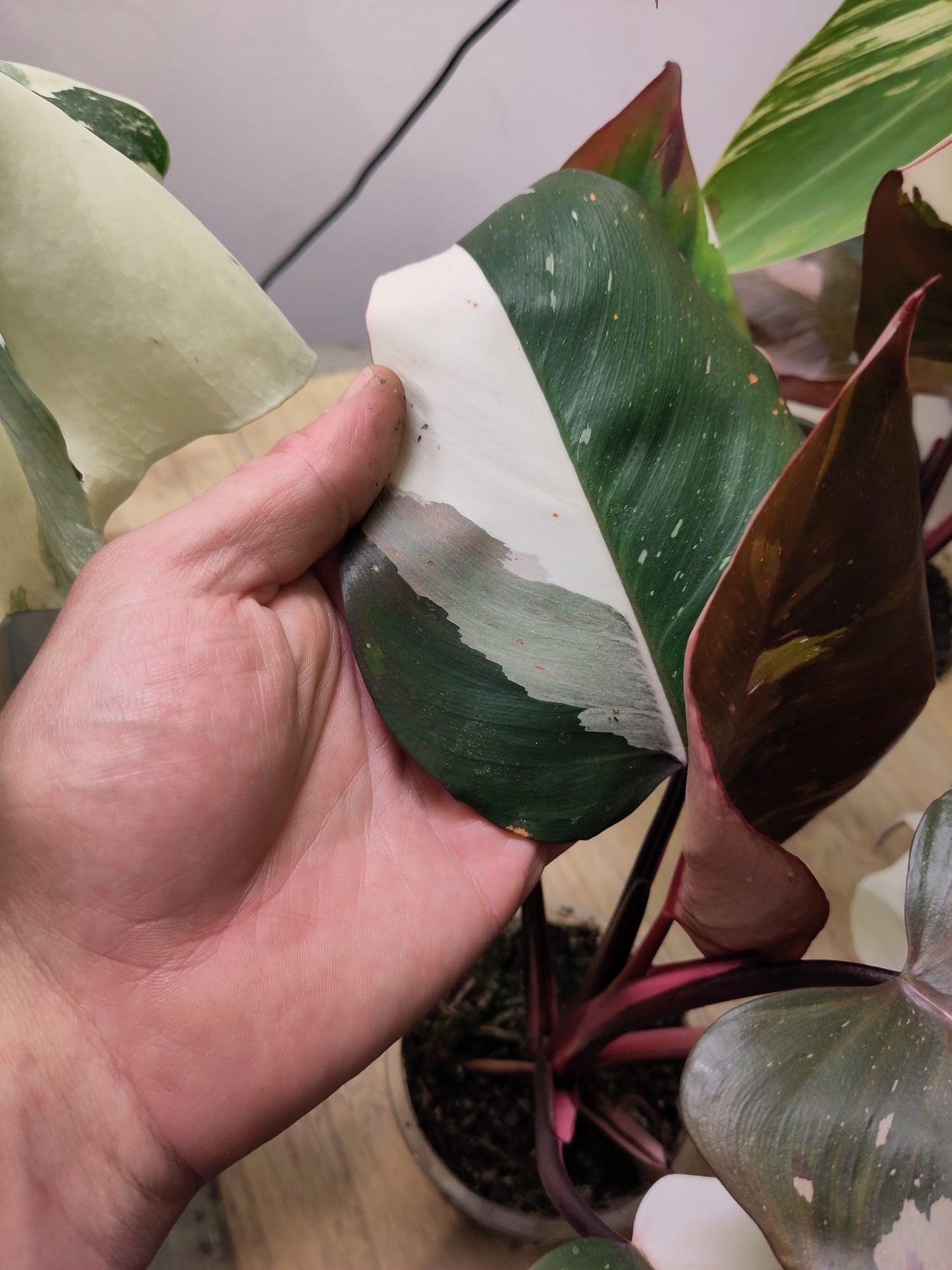 Philodendron Red Anderson Variegata